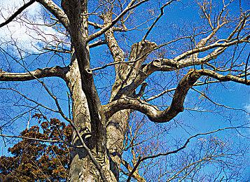 《街霸6》Year 2首个追加角色“维加”现已上线